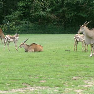 Common elands and Grant's zebras