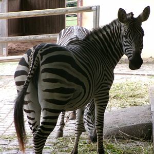 Grant's zebras