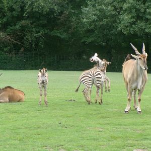 Common elands and Grant's zebras