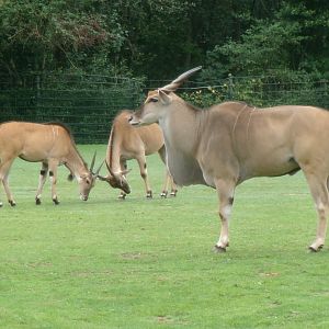 Common elands