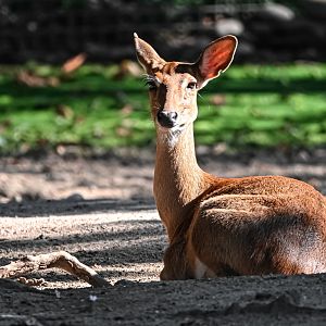 Burmese brow-antlered deer