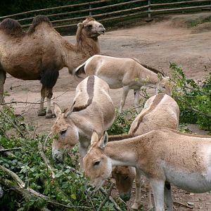 Bactrian camel and kulans