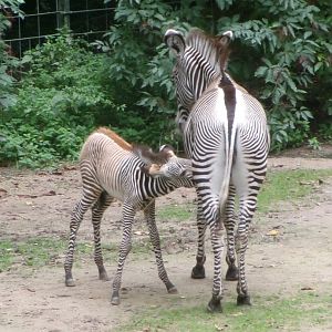 Grévy's zebras