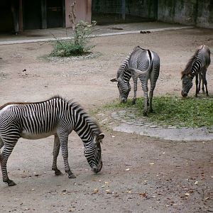 Grévy's zebras