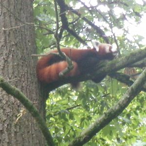 Red panda