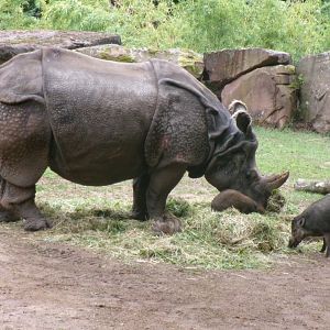 Indian rhino and Visayan warty pigs