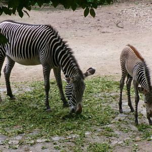 Grévy's zebras