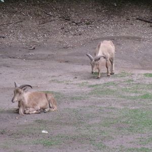 Barbary sheep