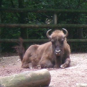 European lowland bison