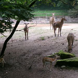 Nilgai and blackbucks
