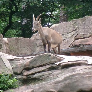Alpine ibex