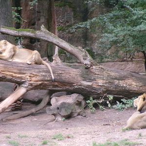 Asiatic lions