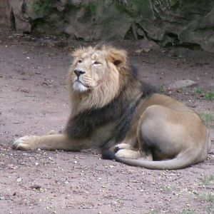 Asiatic lion