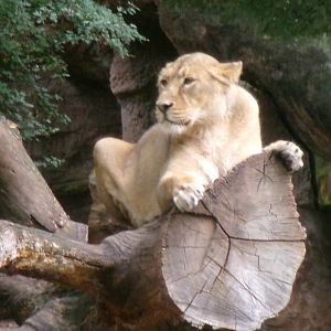 Asiatic lioness