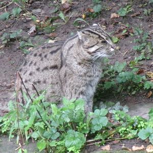 Fishing cat