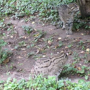 Fishing cats