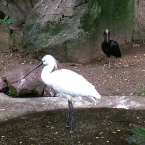 Eurasian spoonbill and Northern bald ibis