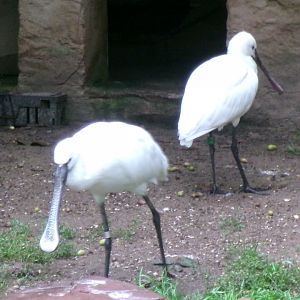 Eurasian spoonbills