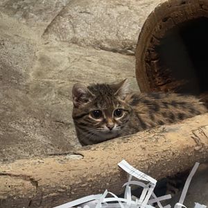 Black Footed Cat