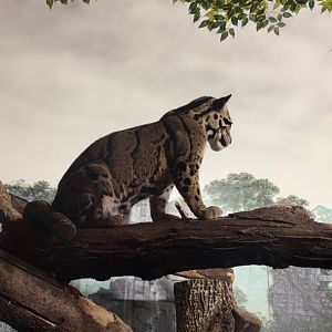 Clouded Leopard