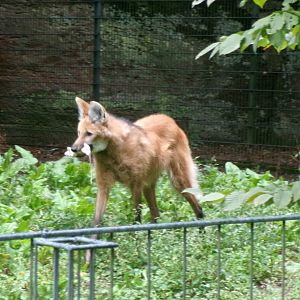 Maned wolf