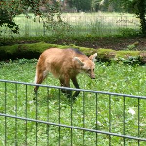 Maned wolf