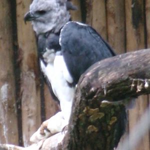 Harpy eagle