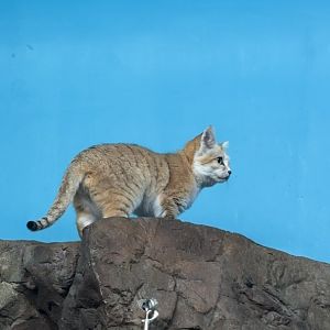 Arabian Sand Cat
