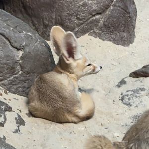 Fennec Fox