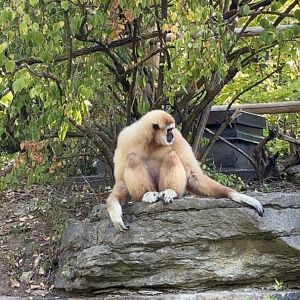 Hosen the White Handed Gibbon