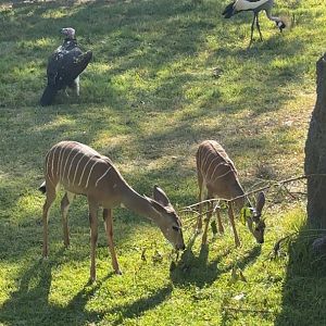 Lesser Kudu Calf and his sister