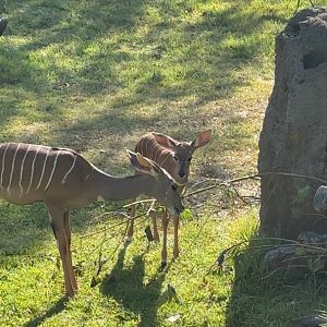 Lesser Kudu Calf and his sister