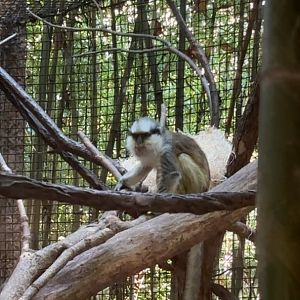 Greys Crowned Guenon