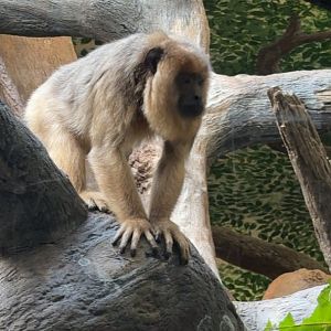 Female Black Howler Monkey