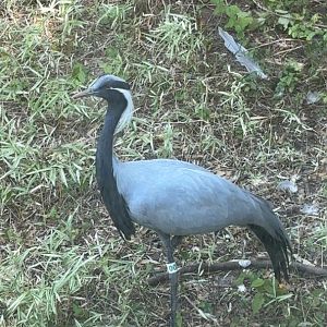 Demoiselle Crane