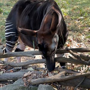 Okapi