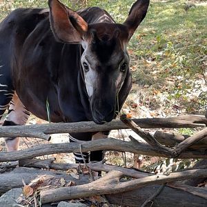 Okapi