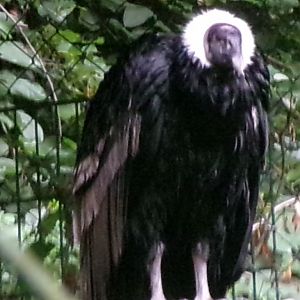 Andean condor