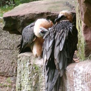 Bearded vultures
