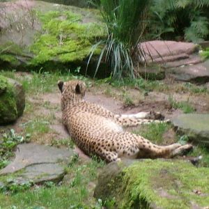 South African cheetah