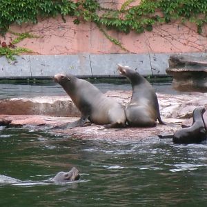 California sea lions