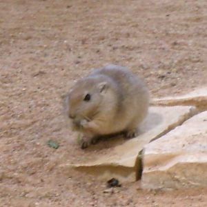 Fat sand rat