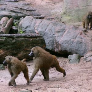 Guinea baboon