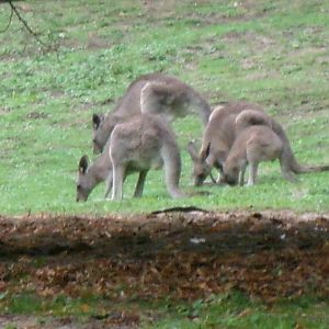 Eastern grey kangaroos