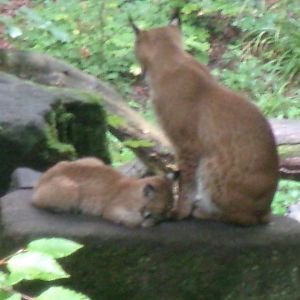 Carpathian lynxes (Lynx lynx carpathicus)