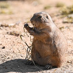 Black-tailed prairie dog
