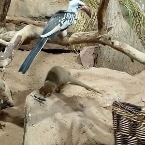 Red-billed hornbill and dwarf mongoose
