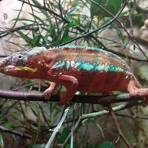 Panther chameleon
