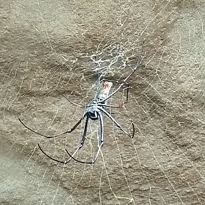 Golden orb-web spider