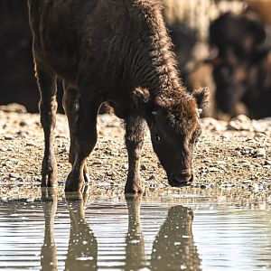 American bison